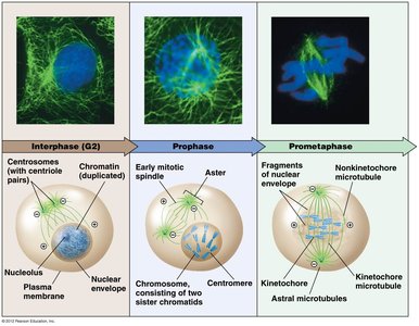 Stages of mitosis: interphase, prophase, prometaphase