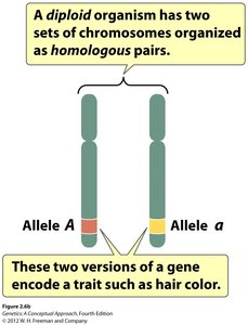 Homologous chromosomes may carry different alleles