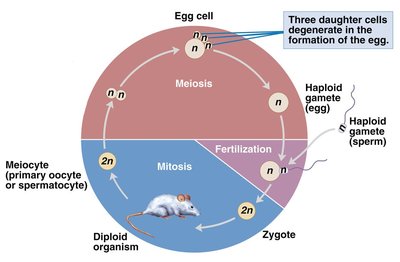 Life cycle of a diploid animal