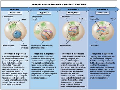 Stages of meiosis I: prophase I, metaphase I, anaphase I, telophase I