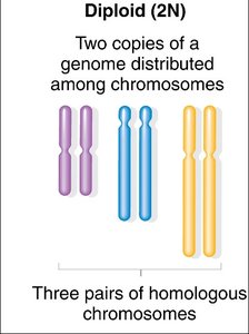 Diploid cell with three pairs of homologous chromosomes
