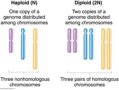Comparison of haploid and diploid chromosome sets