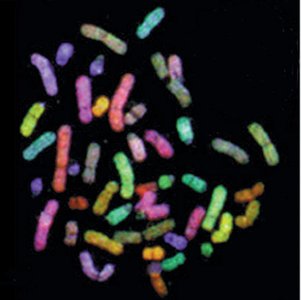 Fluorescent in situ hybridization (FISH) of chromosomes
