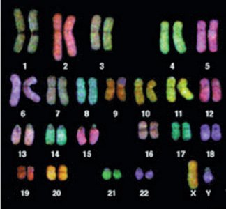 Arranged chromosomes by FISH
