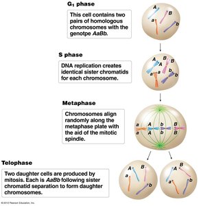Cell cycle with stages of mitosis