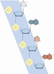 DNA base pairs and backbone