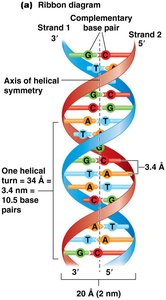 DNA double helix structure