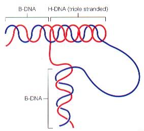 H-DNA (triple-stranded DNA)