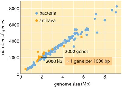 Number of genes in a genome