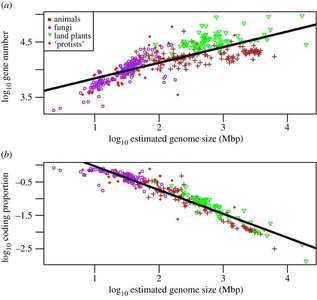 Genome size and coding proportion