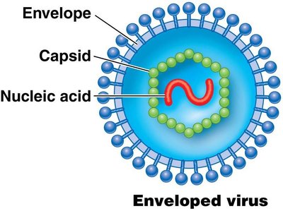 Enveloped virus structure