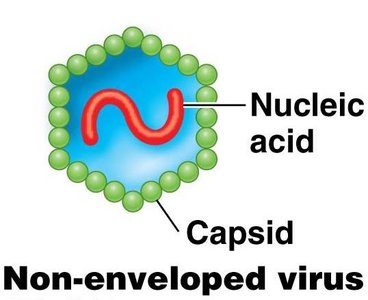 Non-enveloped virus structure