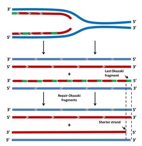 Diagram showing incomplete replication of the lagging strand and chromosome shortening