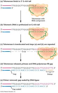 Stepwise action of telomerase extending the 3' overhang and filling in the lagging strand