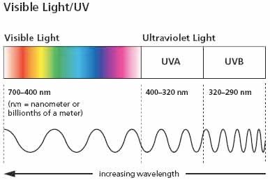 UV-induced thymidine dimers in DNA