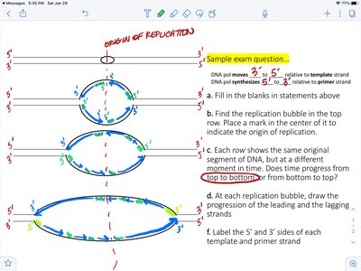 Annotated replication bubble with directionality and enzyme activity