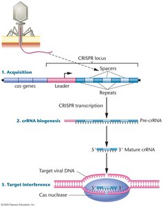 CRISPR/Cas mechanism: acquisition, crRNA biogenesis, target interference