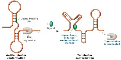 Riboswitch mechanism: antiterminator and terminator conformations