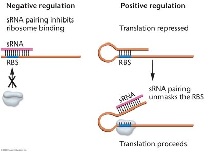 sRNA regulation: negative and positive mechanisms