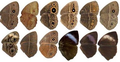 Examples of butterfly wing pattern variation due to genetic mutations