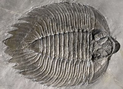Trilobite fossil, example of ancient life
