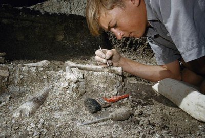 Paleontologist excavating fossils