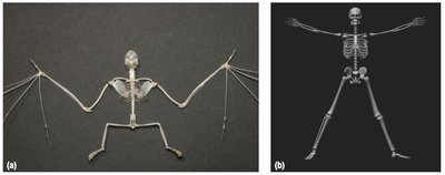 Bat and human skeletons, homologous structures