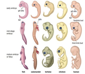 Embryos of vertebrates showing homologous features