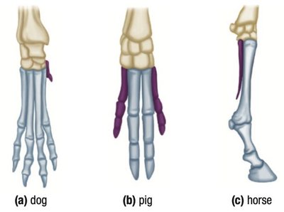 Dog, pig, and horse limb bones, homologous structures