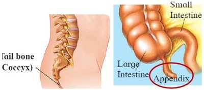 Human tailbone and appendix, vestigial features