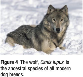 Wolf, Canis lupus, ancestral species of all modern dog breeds