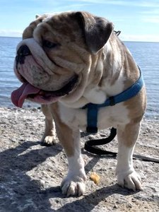 English bulldog, example of artificial selection consequences