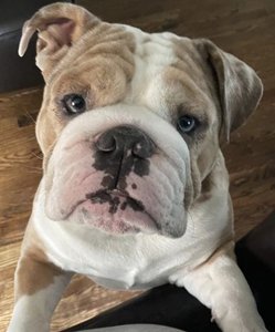 English bulldog, example of artificial selection consequences