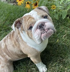 English bulldog, example of artificial selection consequences