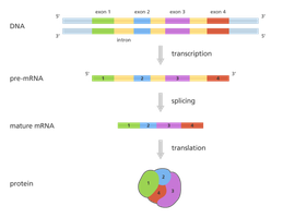 Diagram showing transcription, splicing, and translation with introns and exons