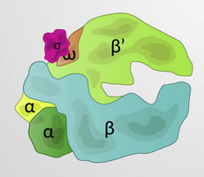 Structure of bacterial RNA polymerase holoenzyme with subunits labeled