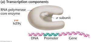 RNA polymerase binding to promoter region on DNA