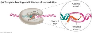 Template binding and initiation of transcription, showing coding and template strands