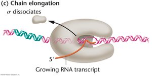 Chain elongation during transcription, sigma subunit dissociates