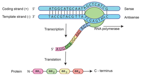 Diagram showing coding and template strands, transcription, and translation