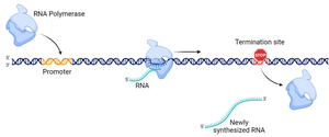 Overview of eukaryotic transcription, showing RNA polymerase, promoter, and termination site