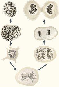 Cell division and chromosome observation