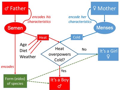 Aristotle's theory of inheritance diagram