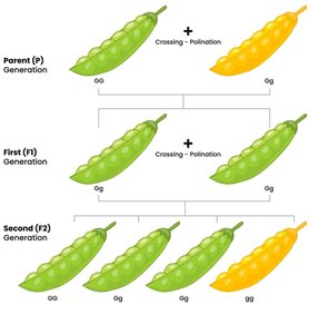 Mendel's pea plant experiment generations
