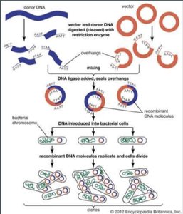 Recombinant DNA technology diagram