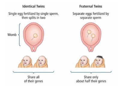 Identical vs. fraternal twins comparison