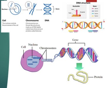 Gene, DNA, and protein relationship