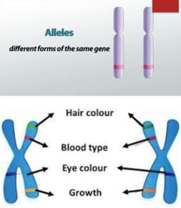 Alleles and traits on chromosomes