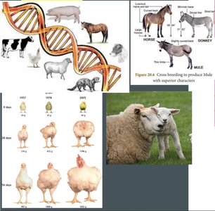 Crossbreeding and genetic diversity in animals and plants