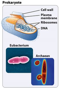 Prokaryotic cell structure